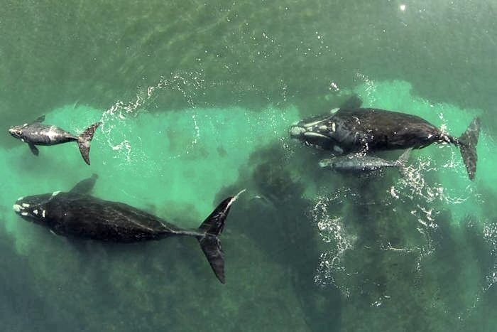Las ballenas mostrándose en Puerto Madryn en esta impactante toma aérea (Redes sociales).