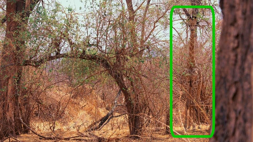 Una jirafa prácticamente desaparece en su entorno natural gracias a su gama de colores (Weather.com)
