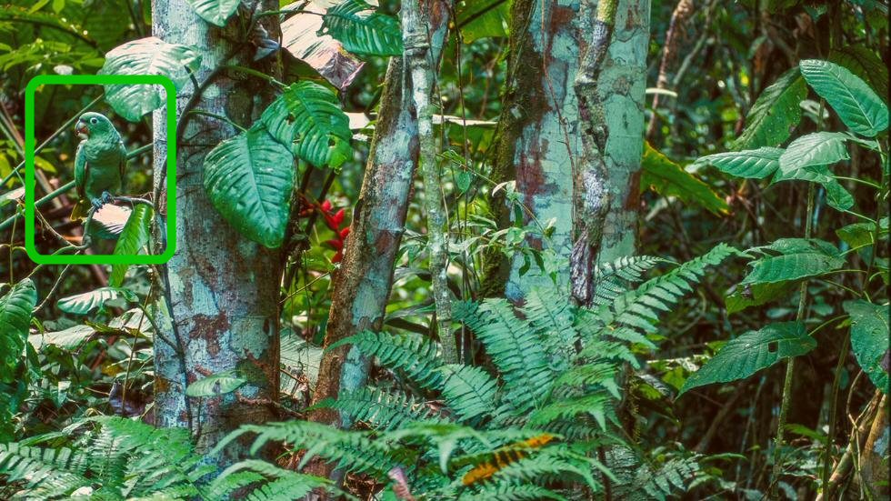 Un loro harinoso se mezcla en el frondoso bosque pluvial de Belice, en Centroamérica (Weather.com)