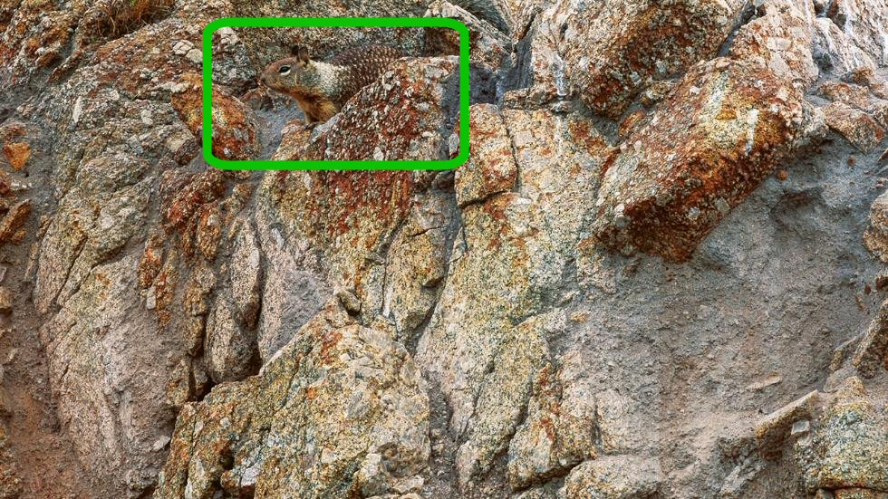 Una ardilla de tierra de California se asoma entre las rocas de su entorno natural (Weather.com)