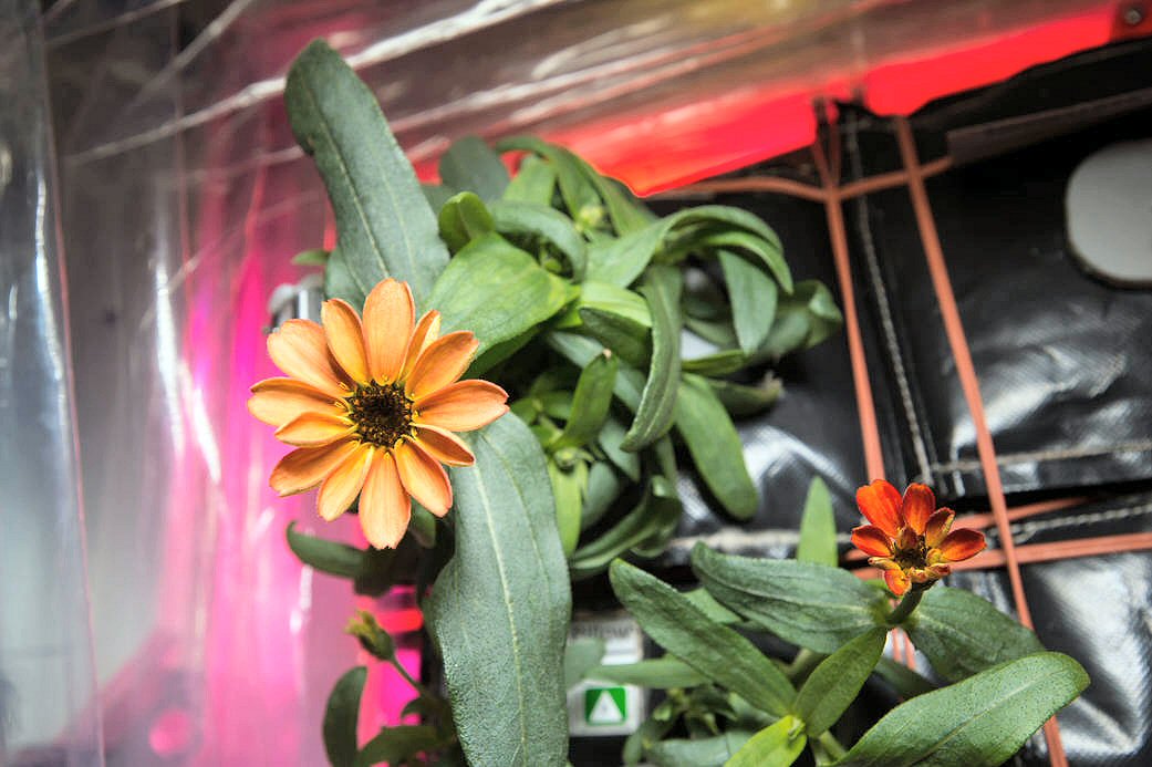 Una hermosa flor de Zinia creció en la Estación Espacial Internacional (NASA).