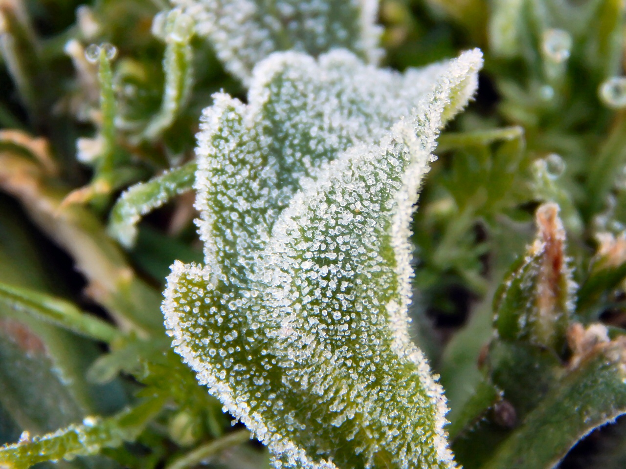 Hielo como azúcar. Los pequeños cristales de hielo se asemejan a granos de azúcar sobre las hojas de las plantas (Gustavo Demaria).