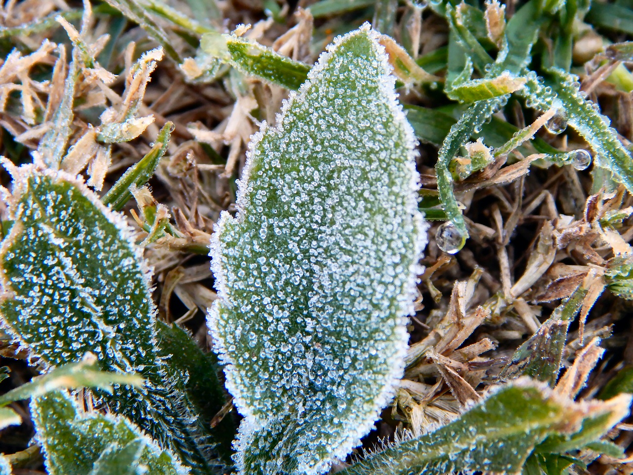 ¿Sal gruesa? Los pequeños cristales de hielo recuerdan a la sal gruesa sobre las plantas en una fría mañana (Gustavo Demaria).