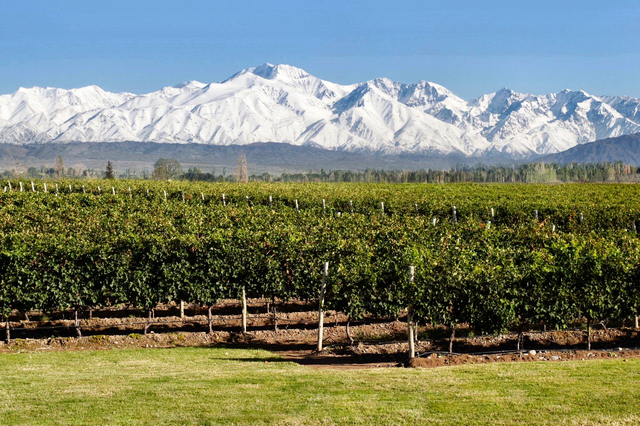 Mendoza - La Bodega Estancia Mendoza muestra un típico paisaje mendocino con los viñedos en primer plano y la cordillera nevada por detrás (redes sociales).