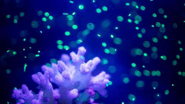 Algas y corales contaminados con microplásticos