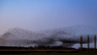 La belleza de la murmuración de pájaros
