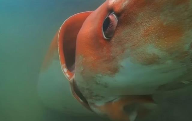 Impactante calamar gigante en Japón