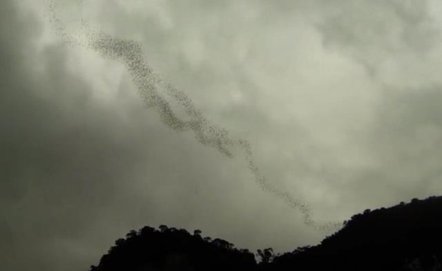 Un tornado... de murciélagos