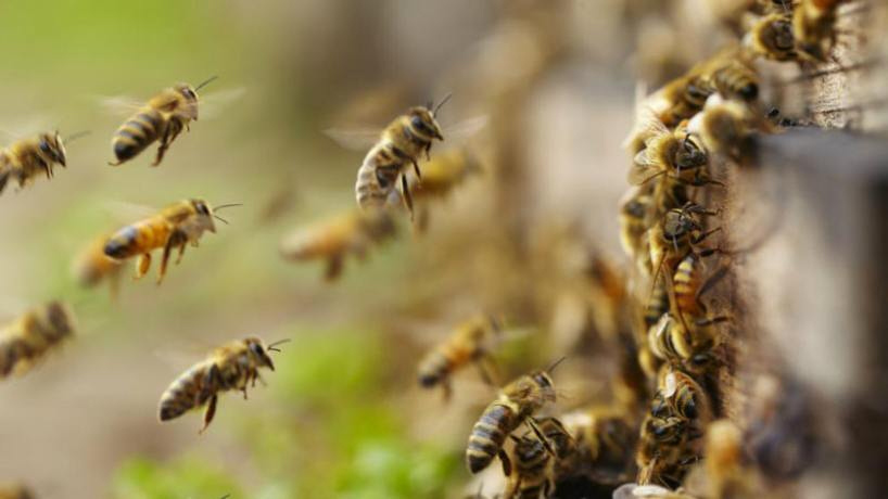 ¿Las abejas se están extinguiendo? Bueno, no sólo las abejas