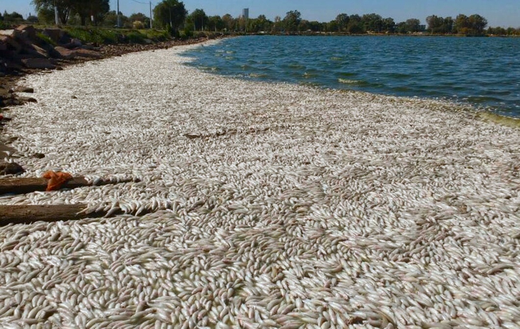 Cientos de peces muertos en La Pampa